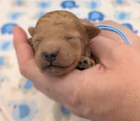 Fred 🩵, a male Poodle - Toy  for sale in Meta, MO – Photo 8 of 10