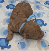 Fred 🩵, a male Poodle - Toy  for sale in Meta, MO – Photo 10 of 10