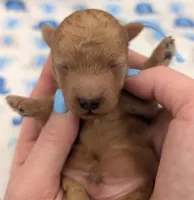 Fred 🩵, a male Poodle - Toy  for sale in Meta, MO – Photo 3 of 10