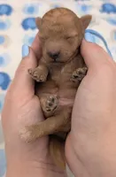 Fred 🩵, a male Poodle - Toy  for sale in Meta, MO – Photo 4 of 10