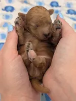 Fred 🩵, a male Poodle - Toy  for sale in Meta, MO – Photo 2 of 10