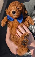 Blueberry 🫐, a male Poodle - Toy  for sale in Meta, MO – 4 of 10