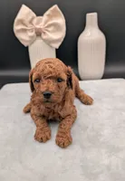 Sophia 🩷, a female Poodle - Miniature  for sale in Meta, MO – 9 of 10