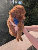 Blueberry 🫐, a male Poodle - Toy  for sale in Meta, MO – 10 of 10