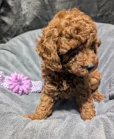 Sophie 💜, a female Poodle - Miniature  for sale in Meta, MO – 4 of 10