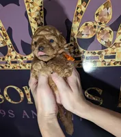 Bamm Bamm 🧡, a male Poodle - Toy  for sale in Meta, MO – 6 of 10