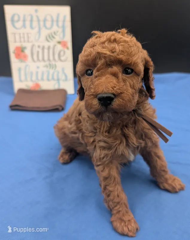 All Spice 🤎 – Poodle - Toy  puppy for sale in Meta, MO