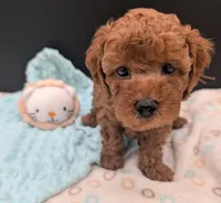Barney 🤎, a male Poodle - Toy  for sale in Meta, MO – 8 of 10