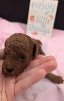 Bo Peep 🩷, a female Poodle - Miniature  for sale in Meta, MO – 3 of 10