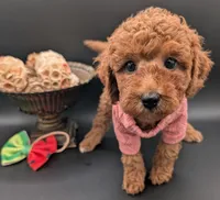 Watermelon 🍉, a female Poodle - Toy  for sale in Meta, MO – 8 of 10
