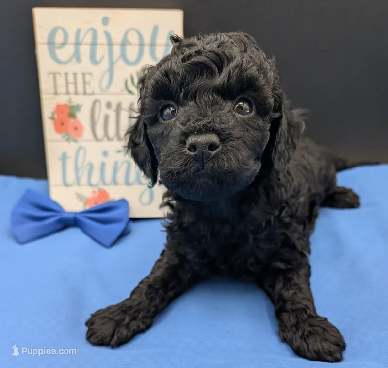 Mufasa 💙, a male Poodle - Miniature  for sale in Meta, MO – 1 of 10