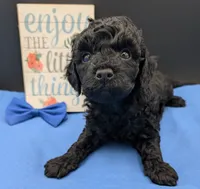 Mufasa 💙, a male Poodle - Miniature  for sale in Meta, MO – 1 of 10