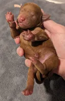 Watermelon 🍉, a female Poodle - Toy  for sale in Meta, MO – 9 of 10