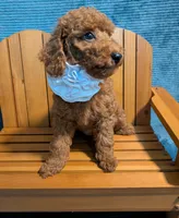 Buzz 🤍, a male Poodle - Miniature  for sale in Meta, MO – 10 of 10