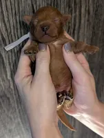 Mohawk 🩶, a male Poodle - Miniature  for sale in Meta, MO – 5 of 10
