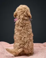 Daphne 💜, a female Poodle - Toy  for sale in Meta, MO – 4 of 10