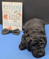 Rafiki 🖤, a male Poodle - Miniature  for sale in Meta, MO – 2 of 10