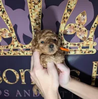 Bamm Bamm 🧡, a male Poodle - Toy  for sale in Meta, MO – 1 of 10