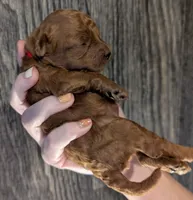 Autumn ♥️, a female Poodle - Toy  for sale in Meta, MO – 9 of 10