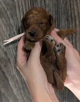 Watermelon 🍉, a female Poodle - Toy  for sale in Meta, MO – 4 of 10