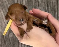 Jessie 💛, a female Poodle - Miniature  for sale in Meta, MO – 5 of 10
