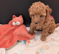 Raspberry 🩷, a female Poodle - Toy  for sale in Meta, MO – 8 of 10