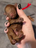 Cinnamon 💜, a female Poodle - Toy  for sale in Meta, MO – 3 of 10