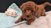 Blueberry 🫐, a male Poodle - Toy  for sale in Meta, MO – 8 of 10