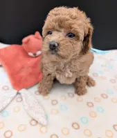 Betty 🩵, a female Poodle - Toy  for sale in Meta, MO – 5 of 10