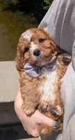 Nathan 🩶, a male Cavapoo for sale in Meta, MO – 4 of 10
