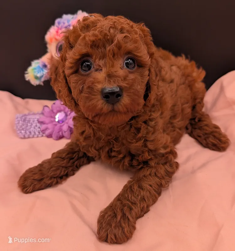 Sophie 💜 – Poodle - Miniature  puppy for sale in Meta, MO