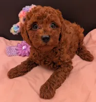 Sophie 💜, a female Poodle - Miniature  for sale in Meta, MO – 1 of 10