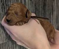 Chestnut 🌰, a male Poodle - Toy  for sale in Meta, MO – 7 of 10