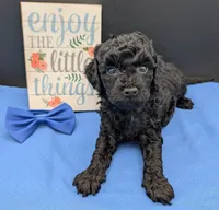 Mufasa 💙, a male Poodle - Miniature  for sale in Meta, MO – 5 of 10