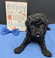 Mufasa 💙, a male Poodle - Miniature  for sale in Meta, MO – 8 of 10