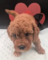 Snoopy 🖤, a male Poodle - Miniature  for sale in Meta, MO – 9 of 10