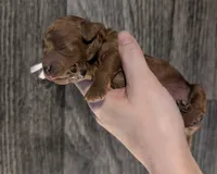 Bo Peep 🩷, a female Poodle - Miniature  for sale in Meta, MO – 7 of 10
