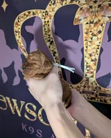 Spike 🤍, a male Poodle - Miniature  for sale in Meta, MO – 6 of 10