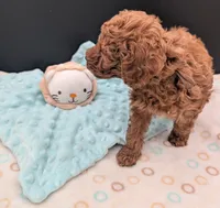 All Spice 🤎, a male Poodle - Toy  for sale in Meta, MO – 7 of 10