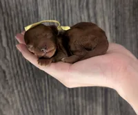 Banana 🍌, a male Poodle - Toy  for sale in Meta, MO – 2 of 10