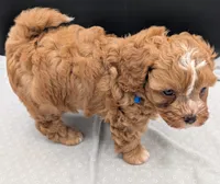 Jaxin 🩵, a male Cavapoo for sale in Meta, MO – 10 of 10