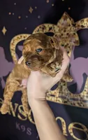 Pixie 🩷, a female Poodle - Miniature  for sale in Meta, MO – 4 of 10