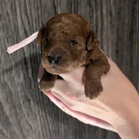 Watermelon 🍉, a female Poodle - Toy  for sale in Meta, MO – 2 of 10