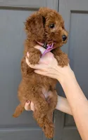 Grape 🍇, a female Poodle - Toy  for sale in Meta, MO – 2 of 10