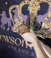 Rex 🦖, a male Poodle - Miniature  for sale in Meta, MO – 7 of 10