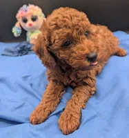 Caleb 🩵, a male Poodle - Miniature  for sale in Meta, MO – 10 of 10