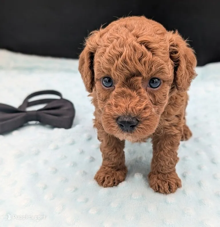 Snoopy 🖤 – Poodle - Miniature  puppy for sale in Meta, MO