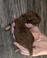 Barney 🤎, a male Poodle - Toy  for sale in Meta, MO – 9 of 10