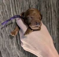 Grape 🍇, a female Poodle - Toy  for sale in Meta, MO – 10 of 10