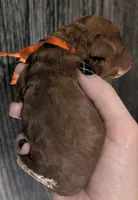 Pumpkin 🧡, a female Poodle - Toy  for sale in Meta, MO – 5 of 10